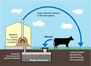 Converting Cow Manure To Energy Chemicalengineering185